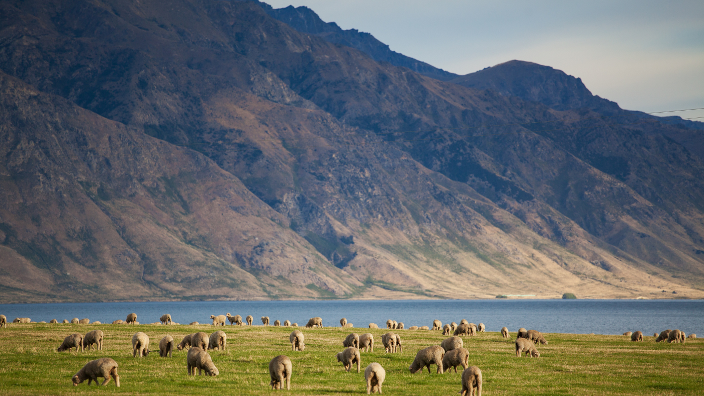 Qu'est-ce que la laine mérinos ? Moutons mérinos dans un champ en montagne, vêtements en laine mérinos